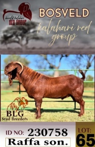 1X KALAHARI RED FLOCK 48-11 BUCK BLG Stud Breeders
