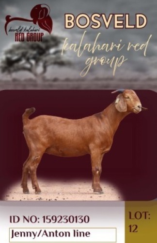 1X KALAHARI RED FLOCK 38-878 DOE Krokodilnest