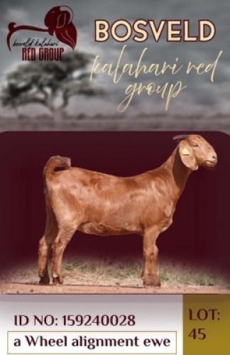 1X KALAHARI RED FLOCK 38-873 DOE Krokodilnest