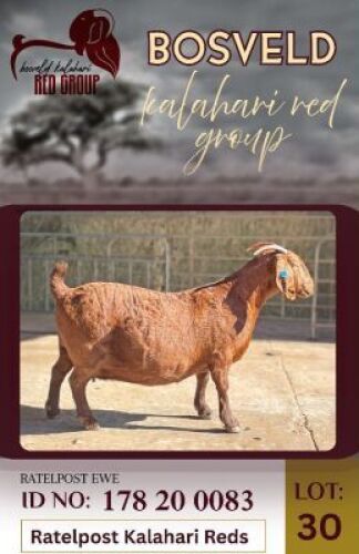 WITHDRAWN - 1X KALAHARI RED ONTREK DOE Ratelpost