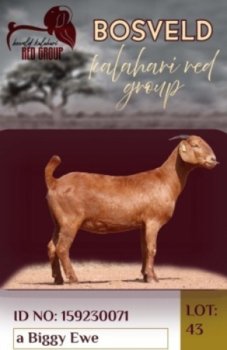 1X KALAHARI RED FLOCK 38-871 DOE Krokodilnest