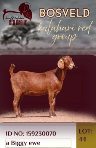 1X KALAHARI RED FLOCK 38-875 DOE Krokodilnest