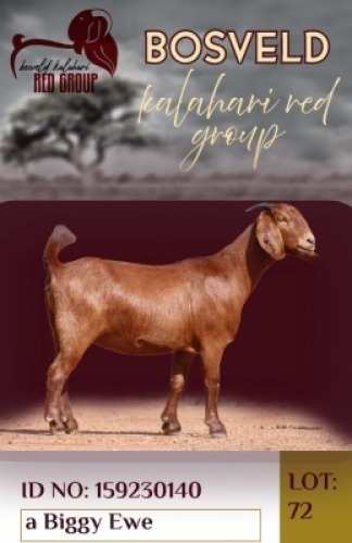 1X KALAHARI RED FLOCK 38-880 DOE Krokodilnest