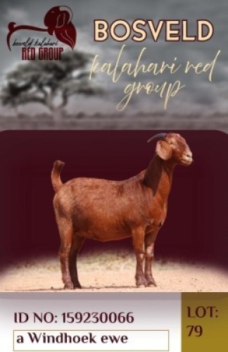 1X KALAHARI RED FLOCK 38-876 DOE Krokodilnest