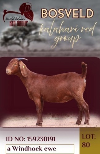 1X KALAHARI RED FLOCK 38-879 DOE Krokodilnest