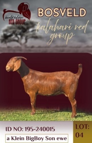 1X KALAHARI RED STUD 38-201 DOE Salmon van Huyssteen (Per animal to take the lot)