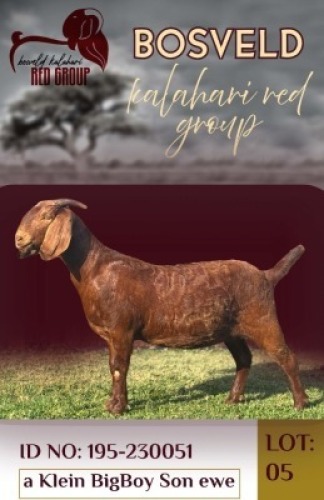 1X KALAHARI RED STUD 38-212 DOE Salmon van Huyssteen (Per animal to take the lot)