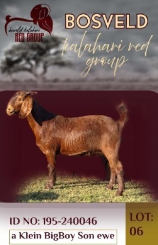 1X KALAHARI RED FLOCK 48-18 DOE Salmon van Huyssteen (Per animal to take the lot)