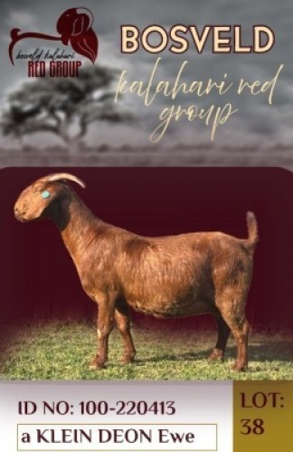 1X KALAHARI RED FLOCK 39-118 DOE Salmon van Huyssteen (Per animal to take the lot)