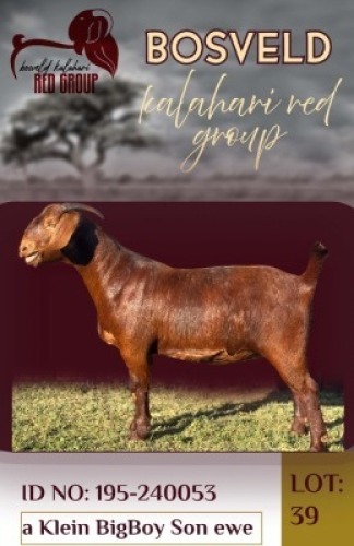 1X KALAHARI RED STUD 38-209 DOE Salmon van Huyssteen (Per animal to take the lot)