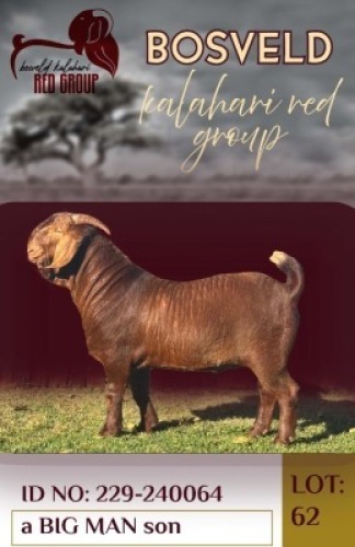 1X KALAHARI RED FLOCK 48-2 BUCK Salmon van Huyssteen (Per animal to take the lot)