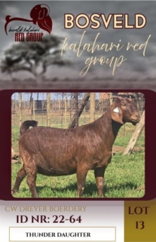 1X KALAHARI RED STUD 38-205 DOE CW Dreyer