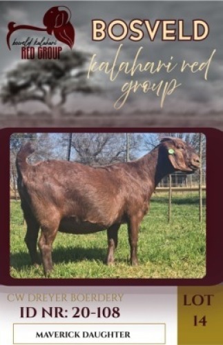 1X KALAHARI RED FLOCK 38-035 DOE CW Dreyer