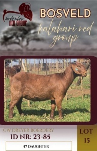 1X KALAHARI RED FLOCK 48-5 DOE CW Dreyer