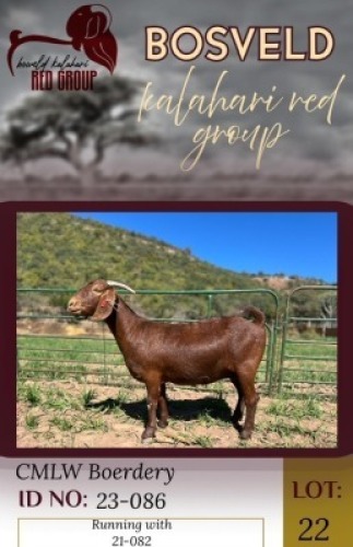 1X KALAHARI RED FLOCK 38-866 DOE CMLW Boerdery