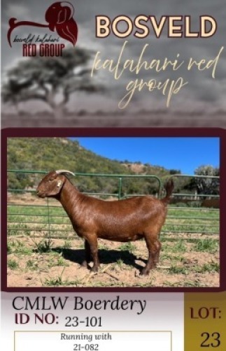 1X KALAHARI RED STUD 11-267 DOE CMLW Boerdery