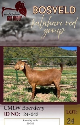 1X KALAHARI RED STUD 11-332 DOE CMLW Boerdery