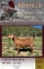 1X KALAHARI RED STUD 11-332 DOE CMLW Boerdery