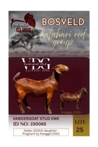 1X KALAHARI RED STUD 24-173 DOE Vandergoat Stud