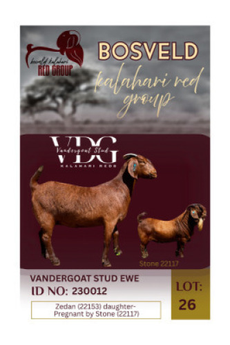 1X KALAHARI RED STUD 10-213 DOE Vandergoat Stud