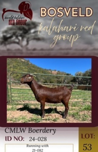 1X KALAHARI RED FLOCK 11-373 DOE CMLW Boerdery