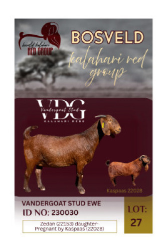 1X KALAHARI RED STUD 10-368 DOE Vandergoat Stud