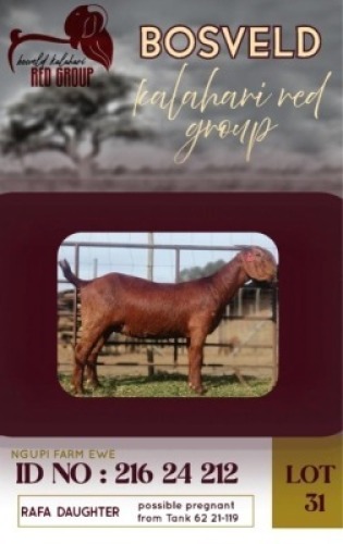 1X KALAHARI RED FLOCK 38-868 DOE Ngupi Farm