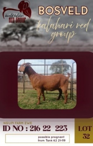 1X KALAHARI RED STUD 17-405 DOE Ngupi Farm