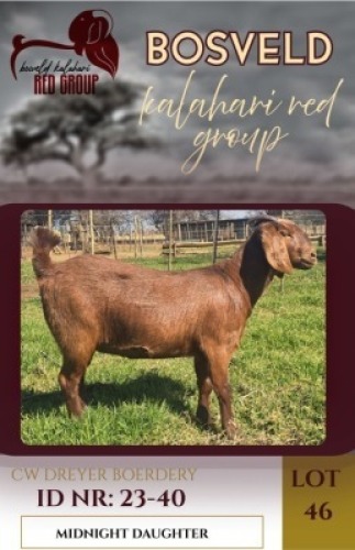 1X KALAHARI RED FLOCK 48-8 DOE CW Dreyer