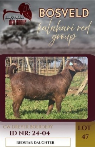 1X KALAHARI RED FLOCK 48-19 DOE CW Dreyer