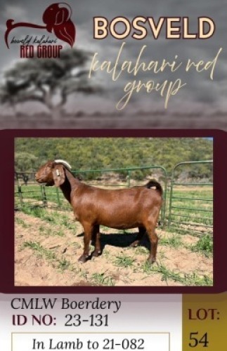 1X KALAHARI RED FLOCK 11-295 DOE CMLW Boerdery