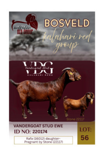 1X KALAHARI RED STUD 38-206 DOE Vandergoat Stud
