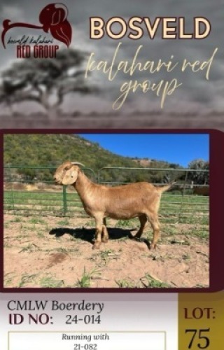 1X KALAHARI RED FLOCK 38-870 DOE CMLW Boerdery