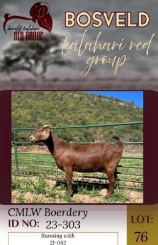 1X KALAHARI RED FLOCK 11-312 DOE CMLW Boerdery