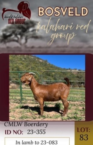 1X KALAHARI RED FLOCK 38-872 DOE CMLW Boerdery