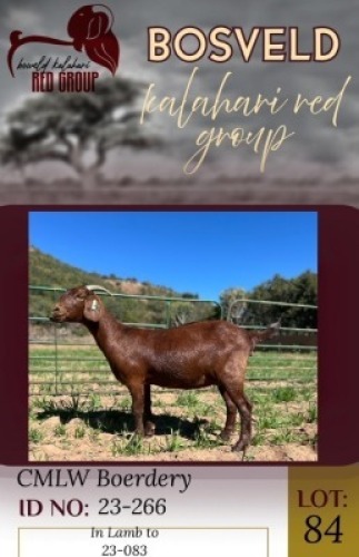 1X KALAHARI RED FLOCK 11-293 DOE CMLW Boerdery