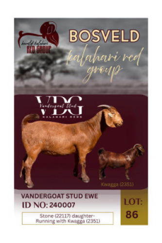 1X KALAHARI RED FLOCK 48-17 DOE Vandergoat Stud