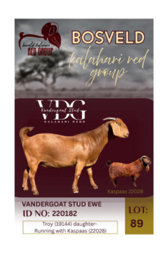WITHDRAWN - 1X KALAHARI RED FLOCK 17-029 DOE Vandergoat Stud