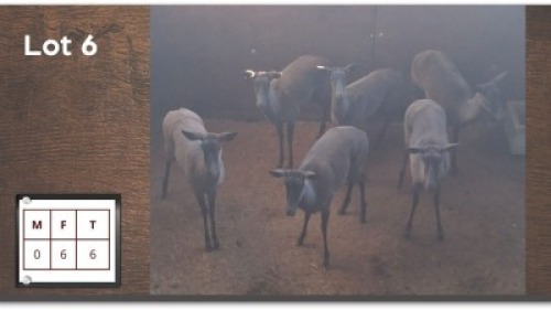 6X SWART ROOIBOK V/F:6 (Per Piece to take the lot/Per stuk om lot te neem)