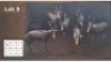 6X BLESBOK M:6 (Per Piece to take the lot/Per stuk om lot te neem)