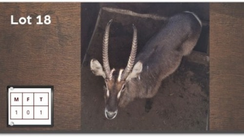 1X WATERBOK M:1