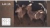 2X WATERBOK V/F:2 (Per Piece to take the lot/Per stuk om lot te neem)