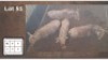 4X GOUEWILDEBEES V/F:4 (Per Piece to take the lot/Per stuk om lot te neem)