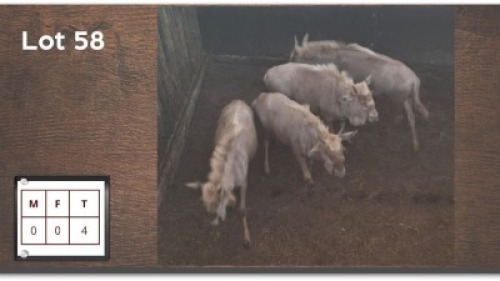 4X GOUEWILDEBEES (Per Piece to take the lot/Per stuk om lot te neem)