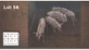 4X GOUEWILDEBEES (Per Piece to take the lot/Per stuk om lot te neem)