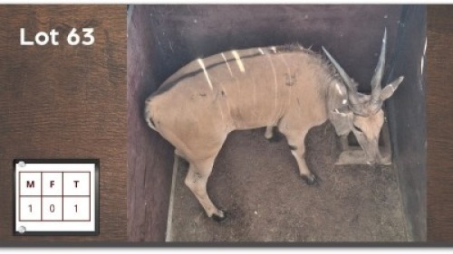 1X ELAND M:1