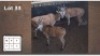 3X ELAND V/F:3 (Per Piece to take the lot/Per stuk om lot te neem)