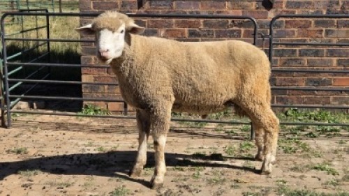 1X DORMER RAM DAVID, DEON STEYN