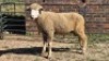 1X DORMER RAM DAVID, DEON STEYN