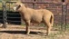 1X DORMER RAM DAVID, DEON STEYN